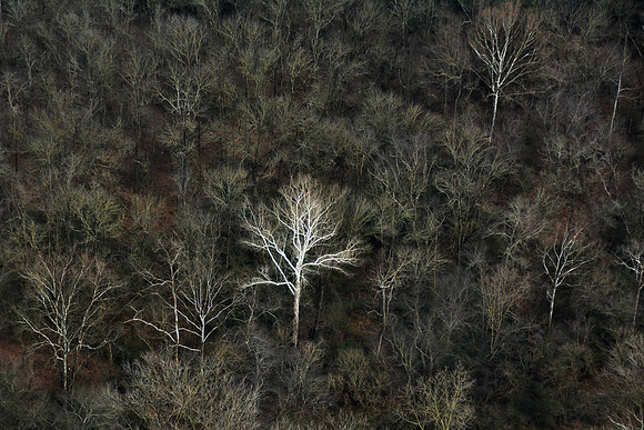 Trees 150109D0166
